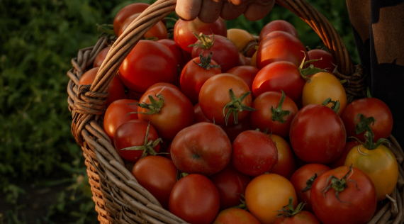 Seasonal Ingredients in North Myrtle Beach